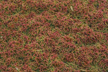 Su yüzeyinde kırmızı algler. Su bitkilerinin dokusu. Havuz yüzeyinde yüzen bitkiler. Yeşil kırmızı ördek weed.