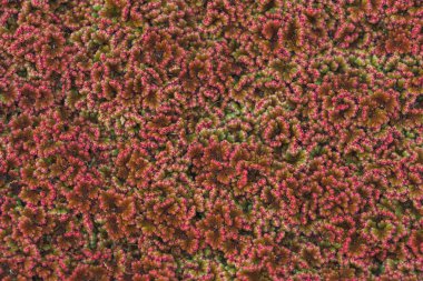 Su yüzeyinde kırmızı algler. Su bitkilerinin dokusu. Havuz yüzeyinde yüzen bitkiler. Yeşil kırmızı ördek weed.