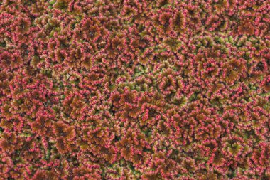 Su yüzeyinde kırmızı algler. Su bitkilerinin dokusu. Havuz yüzeyinde yüzen bitkiler. Yeşil kırmızı ördek weed.