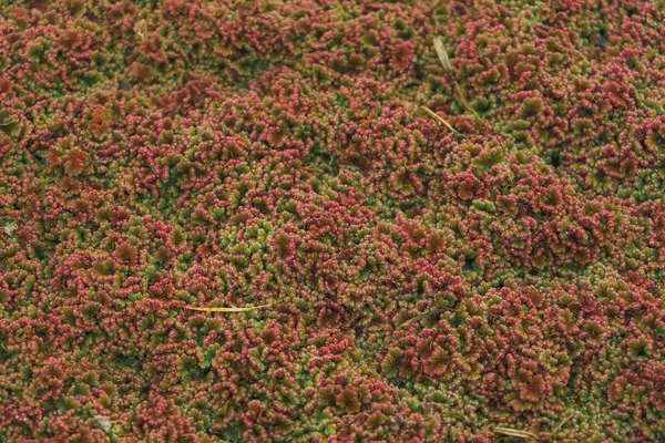 Red algae on the surface of the water. The texture of aquatic plants. Plants floating on the surface of the pond. Green red duckweed.