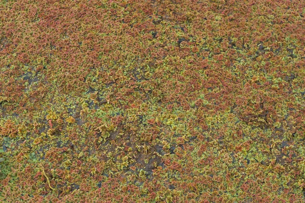 Red algae on the surface of the water. The texture of aquatic plants. Plants floating on the surface of the pond. Green red duckweed.