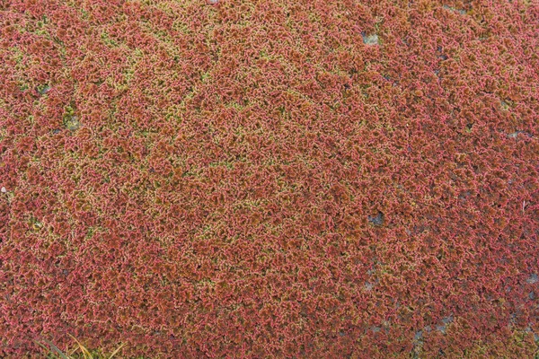 Red algae on the surface of the water. The texture of aquatic plants. Plants floating on the surface of the pond. Green red duckweed.