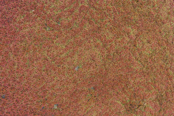 Red algae on the surface of the water. The texture of aquatic plants. Plants floating on the surface of the pond. Green red duckweed.