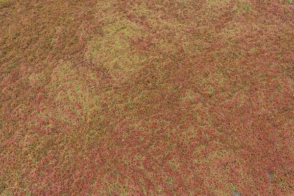 Red algae on the surface of the water. The texture of aquatic plants. Plants floating on the surface of the pond. Green red duckweed.