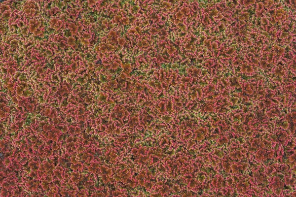 Red algae on the surface of the water. The texture of aquatic plants. Plants floating on the surface of the pond. Green red duckweed.