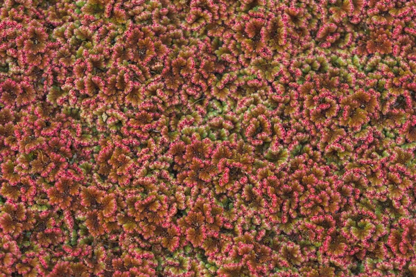 Su yüzeyinde kırmızı algler. Su bitkilerinin dokusu. Havuz yüzeyinde yüzen bitkiler. Yeşil kırmızı ördek weed.