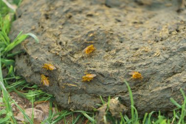 Sığır gübresi. Sarı sinekler kompost üzerinde oturuyor. Organik gübre. Hayvanların dışkısı.
