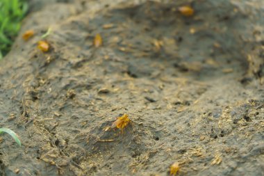 Sığır gübresi. Sarı sinekler kompost üzerinde oturuyor. Organik gübre. Hayvanların dışkısı.