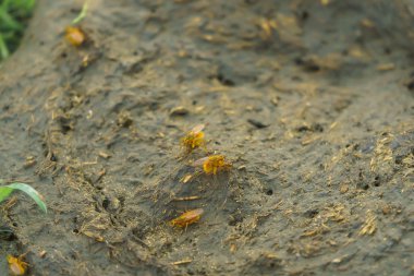 Sığır gübresi. Sarı sinekler kompost üzerinde oturuyor. Organik gübre. Hayvanların dışkısı.
