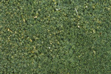 Su yüzeyinde yeşil algler. Su bitkilerinin dokusu. Havuz yüzeyinde yüzen bitkiler. Yeşil ördek weed.