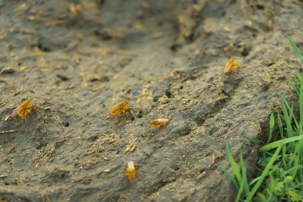 Sığır gübresi. Sarı sinekler kompost üzerinde oturuyor. Organik gübre. Hayvanların dışkısı.