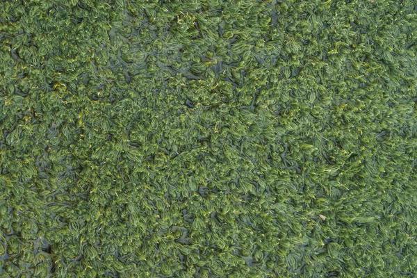 Algas Verdes Superfície Água Textura Das Plantas Aquáticas Plantas Flutuando — Fotografia de Stock