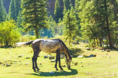 Yeşil bir çayırda at otlatıyor. Kırgızistan'da dinlenin. Dağ geçidi Jety Oğuz. Issyk-Kul Gölü bölgesinde doğa.