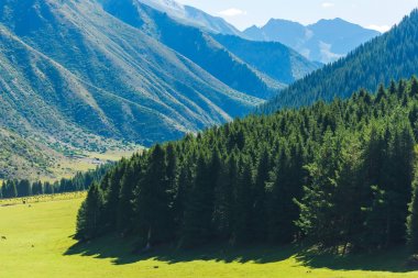 Dağ geçidi Jety Oğuz. Dağın yamaçlarında yeşil iğne yapraklı ormanlar. Kırgızistan'da dinlenin. Issyk Kul Gölü bölgesinde doğa.