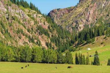 Kırgız Zhailau. İnekler çayırda otluyor. Dağ geçidi Jety Oğuz. Issyk-Kul Gölü bölgesinde doğa.