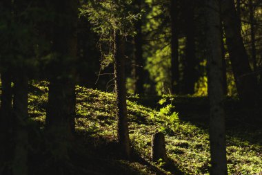 Dağ geçidi Jety Oğuz. Dağın yamaçlarında yeşil iğne yapraklı ormanlar. Kırgızistan'da dinlenin. Issyk Kul Gölü bölgesinde doğa.