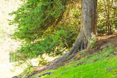 Kozalaklı bitkilerin eski kökleri. Kozalaklı ormanda yürüyün. Dağ geçidi Jety Oğuz. Kırgızistan'da dinlenme.