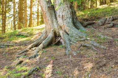 Kozalaklı bitkilerin eski kökleri. Kozalaklı ormanda yürüyün. Dağ geçidi Jety Oğuz. Kırgızistan'da dinlenme.