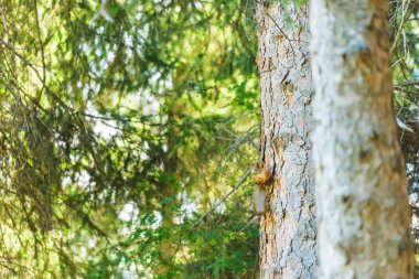 Sincap ağaca tırmanıyor. Dağ geçidi Jety Oğuz. Kırgızistan'da dinlenin. Issyk Kul Gölü bölgesinde doğa.