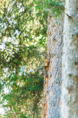 Sincap ağaca tırmanıyor. Dağ geçidi Jety Oğuz. Kırgızistan'da dinlenin. Issyk Kul Gölü bölgesinde doğa.