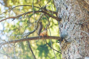 Sincap ağaca tırmanıyor. Dağ geçidi Jety Oğuz. Kırgızistan'da dinlenin. Issyk Kul Gölü bölgesinde doğa.
