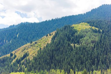 Dağ geçidi Jety Oğuz. Dağın yamaçlarında yeşil iğne yapraklı ormanlar. Kırgızistan'da dinlenin. Issyk Kul Gölü bölgesinde doğa.