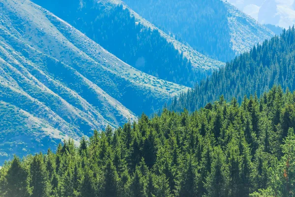 Garganta Montaña Jety Oguz Bosques Verdes Coníferas Las Laderas Montaña — Foto de Stock