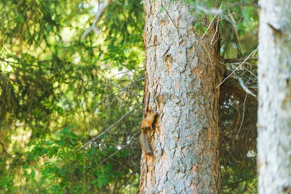 Squirrel climbs the tree. Mountain gorge Jety Oguz. Rest in Kyrgyzstan. Nature in the area of lake Issyk Kul.
