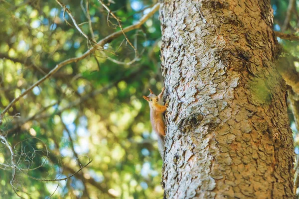 Squirrel climbs the tree. Mountain gorge Jety Oguz. Rest in Kyrgyzstan. Nature in the area of lake Issyk Kul.