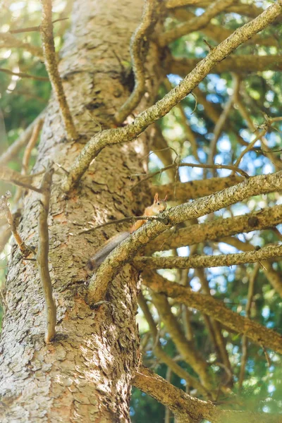 Ardilla Sube Árbol Garganta Montaña Jety Oguz Descanse Kirguistán Naturaleza — Foto de Stock