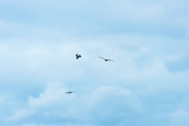 Kartallar mavi gökyüzüne karşı. Kırgızistan'da dinlenin. Doğadaki yırtıcı kuş. Issyk-Kul gölüne gezi.