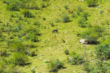 Atlar dağın yeşil yamaçlarında otlatılır. Barskoon Geçidi. Kırgızistan'da dinlenin. Issyk-Kul gölüne gezi.