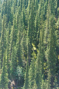 Barskoon Geçidi. Dağların yamaçlarında yeşil kozalaklı yetişir. Kırgızistan'da dinlenin. Issyk-Kul gölüne gezi.