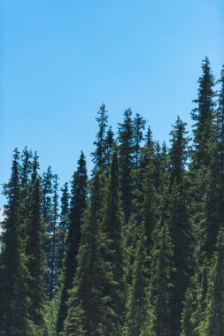 Barskoon Geçidi. Dağların yamaçlarında yeşil kozalaklı yetişir. Kırgızistan'da dinlenin. Issyk-Kul gölüne gezi.