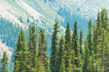 Barskoon Geçidi. Dağların yamaçlarında yeşil kozalaklı yetişir. Kırgızistan'da dinlenin. Issyk-Kul gölüne gezi.