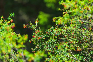 Barskoon Geçidi. Kırmızı çilek ile çalı bitkisi. Kırgızistan'da dinlenin. Issyk-Kul gölüne gezi.