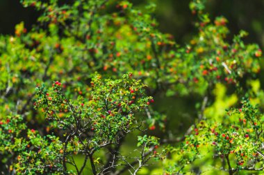 Barskoon Geçidi. Kırmızı çilek ile çalı bitkisi. Kırgızistan'da dinlenin. Issyk-Kul gölüne gezi.