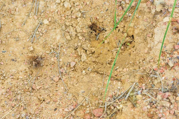 地球上沙面上的蚂蚁 在吉尔吉斯斯坦休息 伊塞克 库尔湖之旅 — 图库照片