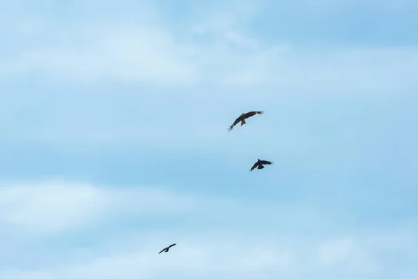 Águilas Contra Cielo Azul Descanse Kirguistán Pájaro Presa Naturaleza Viaje — Foto de Stock