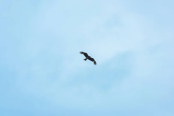 Αετός Ενάντια Στον Γαλάζιο Ουρανό Αναπαύσου Στο Κιργιζιστάν Πουλί Του — Φωτογραφία Αρχείου