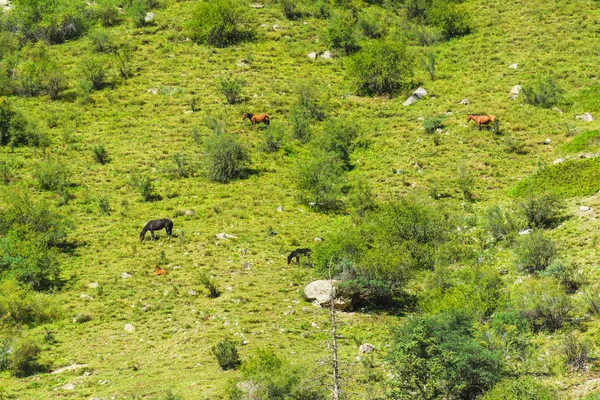 Los Caballos Pastan Las Verdes Laderas Montaña Barskoon Gorge Descanse — Foto de Stock