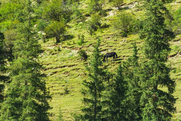 Koně Pájí Zelených Svazích Hory Barskota Soutěska Odpočívej Kyrgyzstánu Výlet — Stock fotografie
