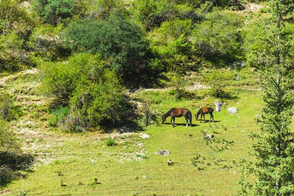 馬は山の緑の斜面で放牧する バースコーン渓谷キルギスで休むイシク クル湖への旅 — ストック写真