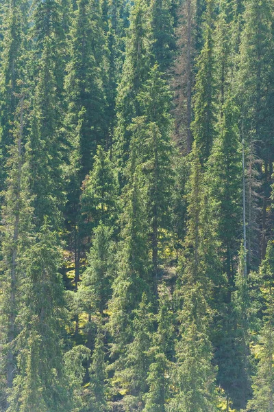Barskoon Schlucht Den Hängen Der Berge Wachsen Grüne Nadelbäume Ruhe — Stockfoto