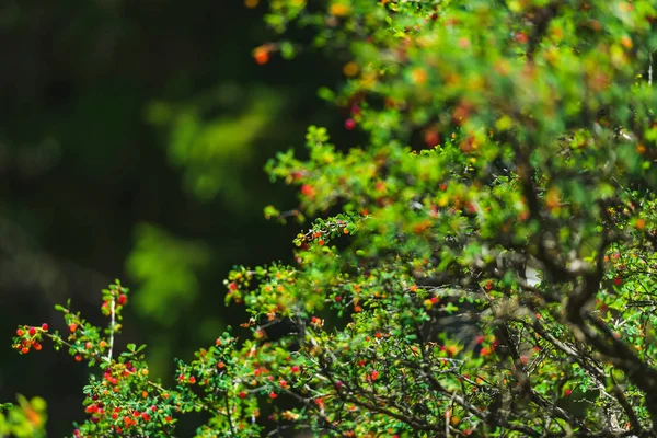 Barskoon Gorge Planta Arbustiva Con Bayas Rojas Descanse Kirguistán Viaje —  Fotos de Stock