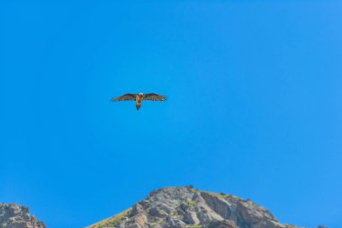 Akbaba mavi gökyüzüne karşı. Kırgızistan'da dinlenin. Doğadaki yırtıcı kuş. Issyk Kul gölüne gezi.