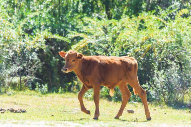 Yeşil ağaçların arka planında küçük kahverengi buzağı. Kırgızistan'da tarımda hayvanlar. Issyk Kul'da dinlenin.