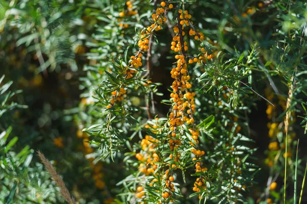 Cserje Növény Homoktövis Sárga Bogyók Gallyak Pihenés Kirgizisztánban — Stock Fotó