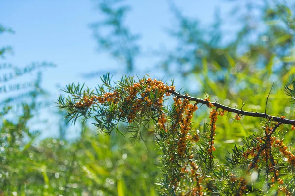 Cserje Növény Homoktövis Sárga Bogyók Gallyak Pihenés Kirgizisztánban — Stock Fotó