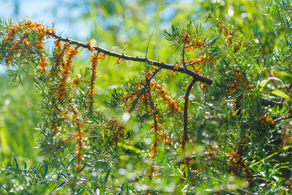 Arbuste Plante Argousier Des Baies Jaunes Sur Des Brindilles Reste — Photo